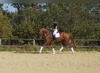 Koń westfalski, Klacz, 7 lat, 172 cm, Ciemnokasztanowata