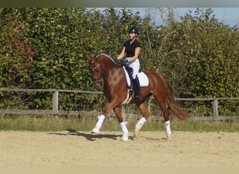 Koń westfalski, Klacz, 7 lat, 172 cm, Ciemnokasztanowata