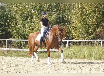 Koń westfalski, Klacz, 7 lat, 172 cm, Ciemnokasztanowata