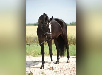 Koń westfalski, Klacz, 7 lat, 172 cm, Kara