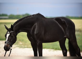 Koń westfalski, Klacz, 7 lat, 172 cm, Kara