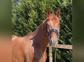 Koń westfalski, Klacz, 7 lat, 173 cm, Ciemnokasztanowata