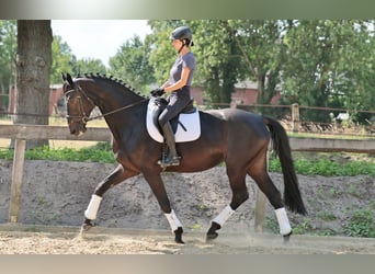 Koń westfalski, Klacz, 7 lat, 175 cm, Ciemnogniada