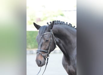 Koń westfalski, Klacz, 7 lat, 175 cm, Ciemnogniada