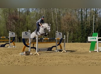 Koń westfalski, Klacz, 7 lat, 176 cm, Siwa