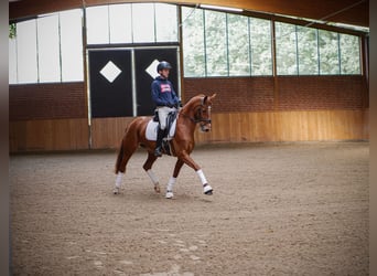 Koń westfalski, Klacz, 8 lat, 153 cm, Kasztanowata