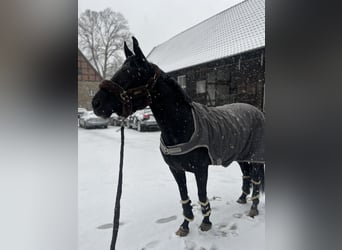 Koń westfalski, Klacz, 8 lat, 160 cm, Kara