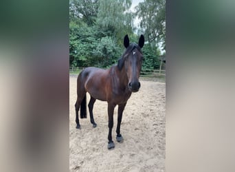 Koń westfalski, Klacz, 8 lat, 165 cm, Ciemnogniada