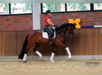 Koń westfalski, Klacz, 8 lat, 165 cm, Gniada