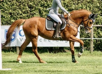 Koń westfalski, Klacz, 8 lat, 165 cm, Kasztanowata