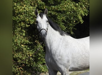 Koń westfalski, Klacz, 8 lat, 165 cm, Siwa