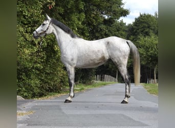 Koń westfalski, Klacz, 8 lat, 165 cm, Siwa