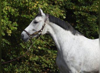 Koń westfalski, Klacz, 8 lat, 165 cm, Siwa