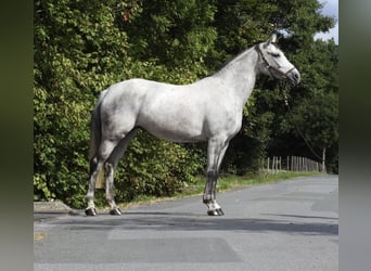 Koń westfalski, Klacz, 8 lat, 165 cm, Siwa