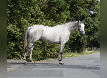 Koń westfalski, Klacz, 8 lat, 165 cm, Siwa