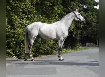 Koń westfalski, Klacz, 8 lat, 165 cm, Siwa