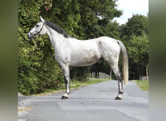 Koń westfalski, Klacz, 8 lat, 165 cm, Siwa