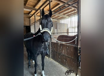Koń westfalski, Klacz, 8 lat, 165 cm, Skarogniada