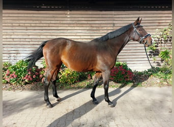 Koń westfalski, Klacz, 8 lat, 167 cm, Gniada