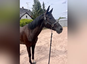 Koń westfalski, Klacz, 8 lat, 167 cm, Kara