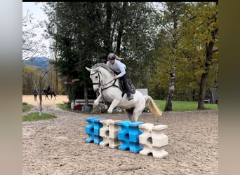 Koń westfalski, Klacz, 8 lat, 167 cm, Siwa