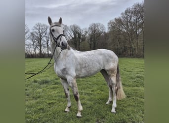 Koń westfalski, Klacz, 8 lat, 167 cm, Siwa