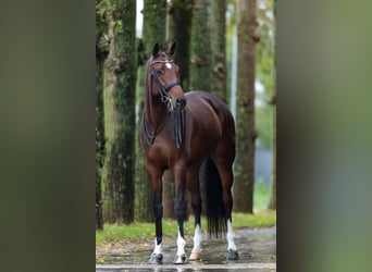 Koń westfalski, Klacz, 8 lat, 168 cm, Gniada