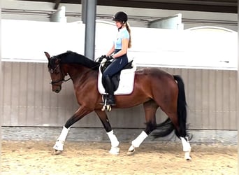 Koń westfalski, Klacz, 8 lat, 168 cm, Gniada