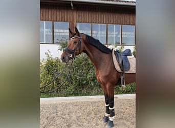 Koń westfalski, Klacz, 8 lat, 168 cm, Gniada