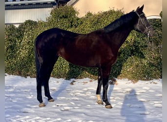 Koń westfalski, Klacz, 8 lat, 168 cm, Kara