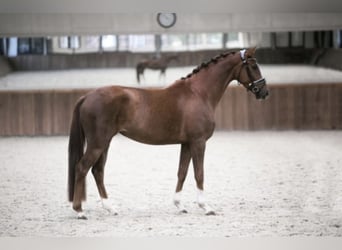 Koń westfalski, Klacz, 8 lat, 168 cm, Kasztanowata
