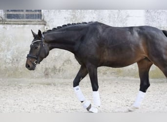Koń westfalski, Klacz, 8 lat, 169 cm, Ciemnogniada