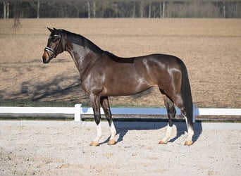 Koń westfalski, Klacz, 8 lat, 169 cm, Gniada