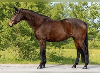 Koń westfalski, Klacz, 8 lat, 169 cm, Gniada