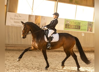 Koń westfalski, Klacz, 8 lat, 170 cm, Ciemnogniada