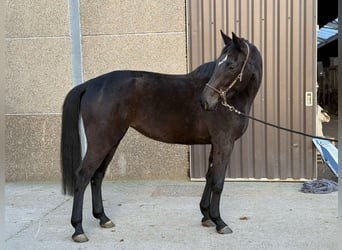 Koń westfalski, Klacz, 8 lat, 170 cm, Skarogniada