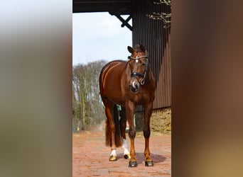 Koń westfalski, Klacz, 8 lat, 171 cm, Ciemnokasztanowata