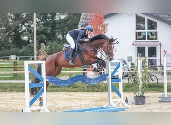 Koń westfalski, Klacz, 8 lat, 171 cm, Gniada