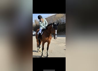 Koń westfalski, Klacz, 8 lat, 180 cm, Gniada