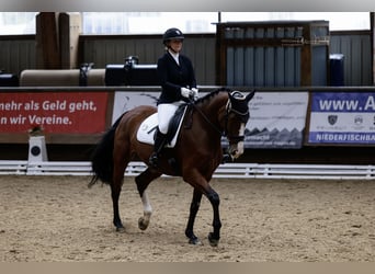 Koń westfalski, Klacz, 8 lat, 180 cm, Gniada