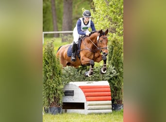 Koń westfalski, Klacz, 9 lat, 160 cm, Gniada