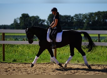 Koń westfalski, Klacz, 9 lat, 162 cm, Kara