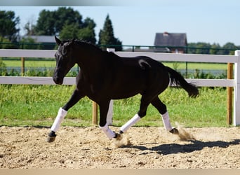 Koń westfalski, Klacz, 9 lat, 162 cm, Kara