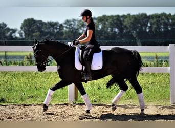 Koń westfalski, Klacz, 9 lat, 162 cm, Kara