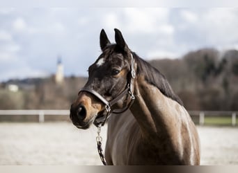 Koń westfalski, Klacz, 9 lat, 163 cm, Ciemnogniada