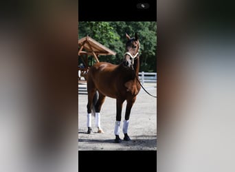 Koń westfalski, Klacz, 9 lat, 164 cm, Gniada