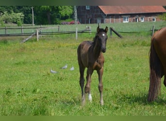 Koń westfalski, Klacz, 9 lat, 164 cm, Kasztanowata