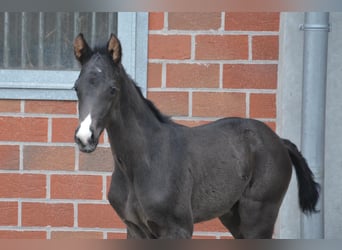 Koń westfalski, Klacz, 9 lat, 164 cm, Kasztanowata