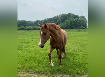 Koń westfalski, Klacz, 9 lat, 164 cm, Kasztanowata