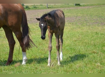 Koń westfalski, Klacz, 9 lat, 164 cm, Kasztanowata